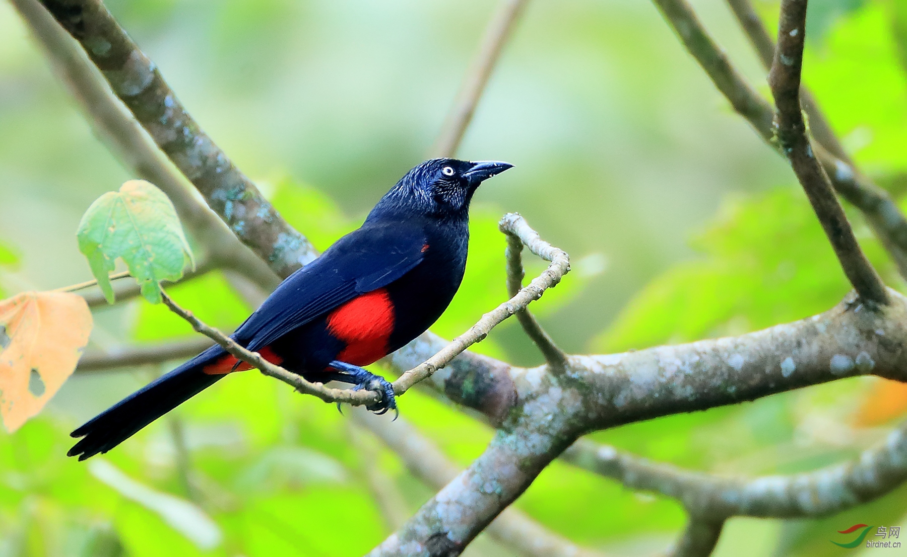 �츹���Ӹ�Red-bellied Grackle������ ��Σ��