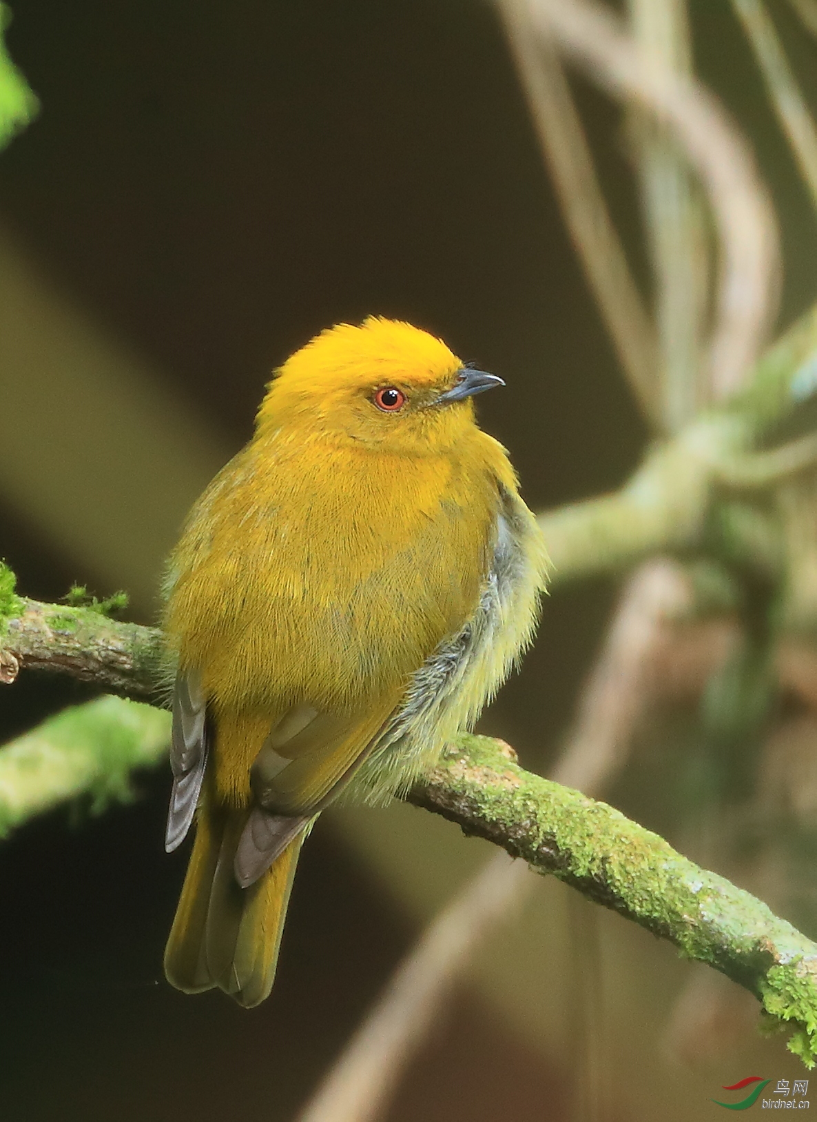 ��ͷ�̽��lYellow-headed Manakin����Σ��