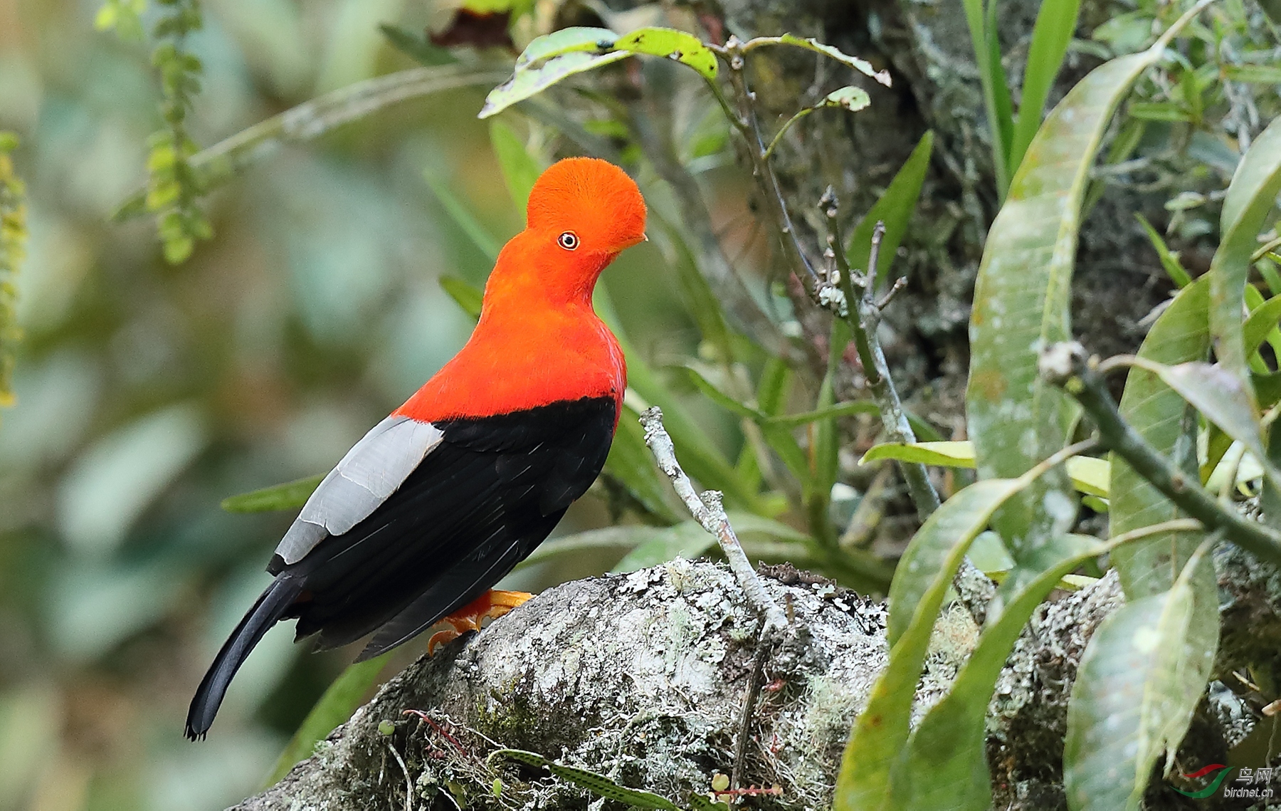 ����˹��ɡ��Andean Cock-of-the-rock