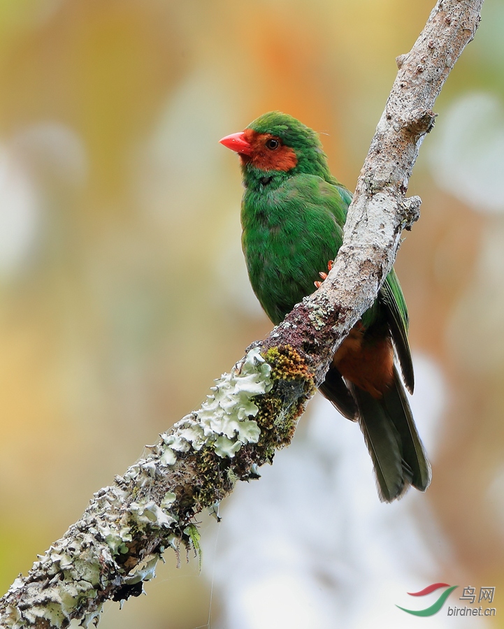 ��������ȸGrass-green Tanager
