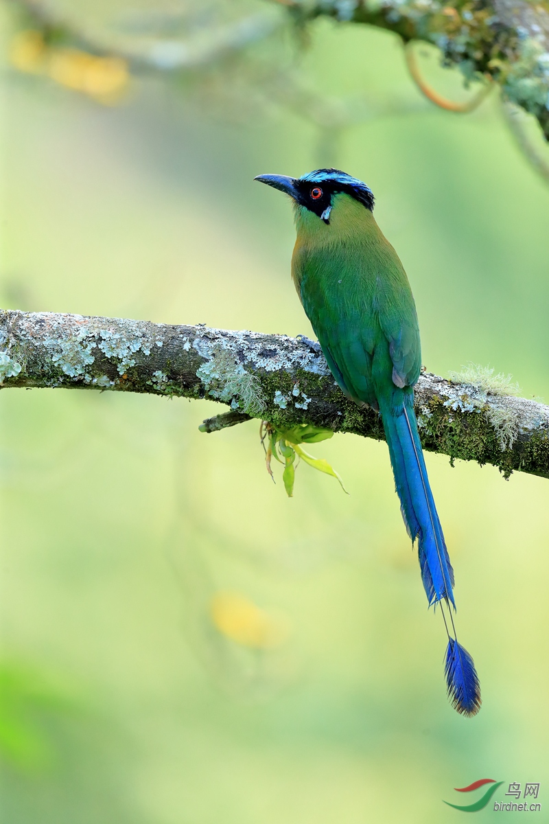 ��ԭ���tAndean Motmot