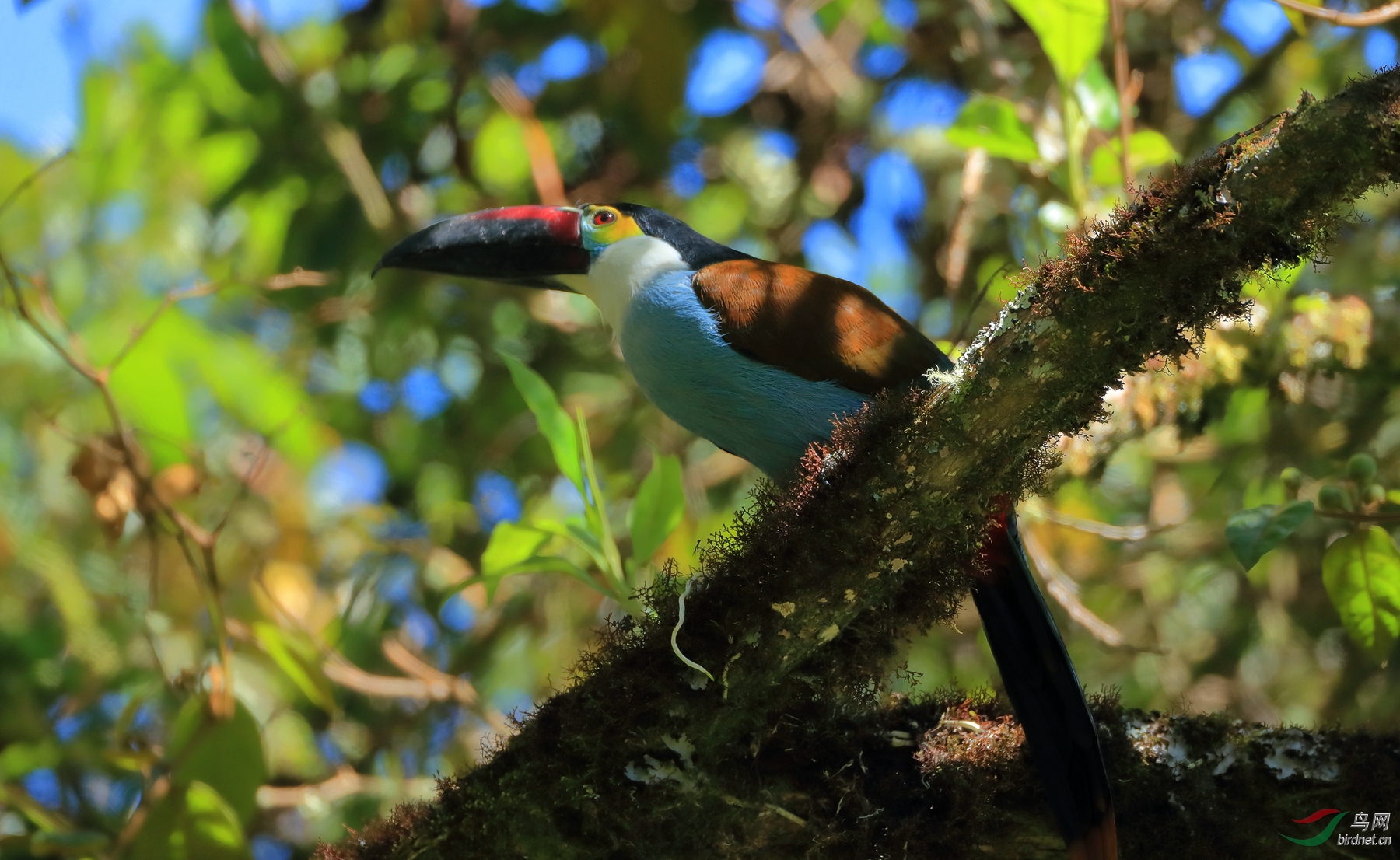 ����ɽ������Black-billed Mountain-Toucan