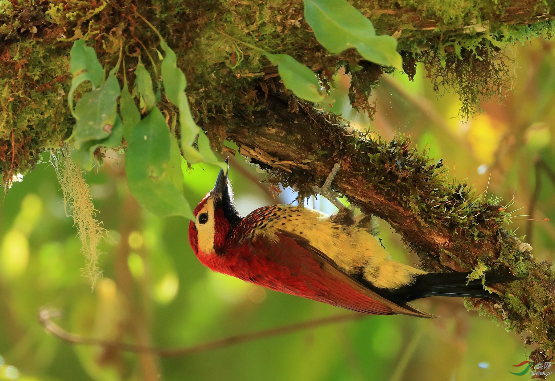 �챳��ľ��Crimson-mantled Woodpecker
