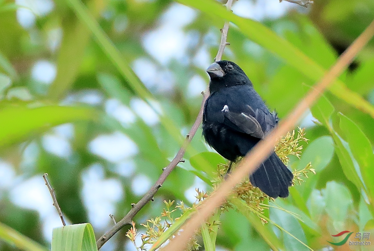 ������ȸThick-billed Seed-Finch