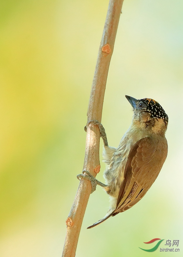 �Ҽ���ľ��Grayish Piculet�����У�