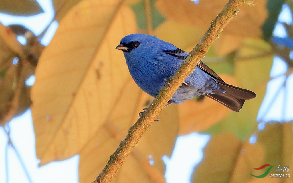 �����Ƽ���ȸBlue-and-black Tanager