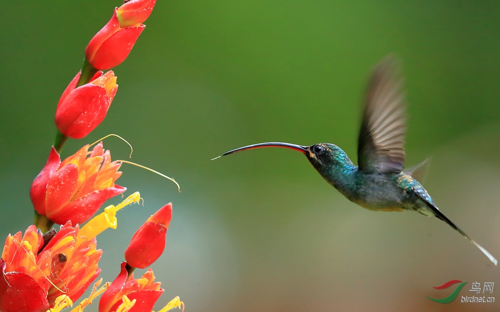 ��������Green Hermit