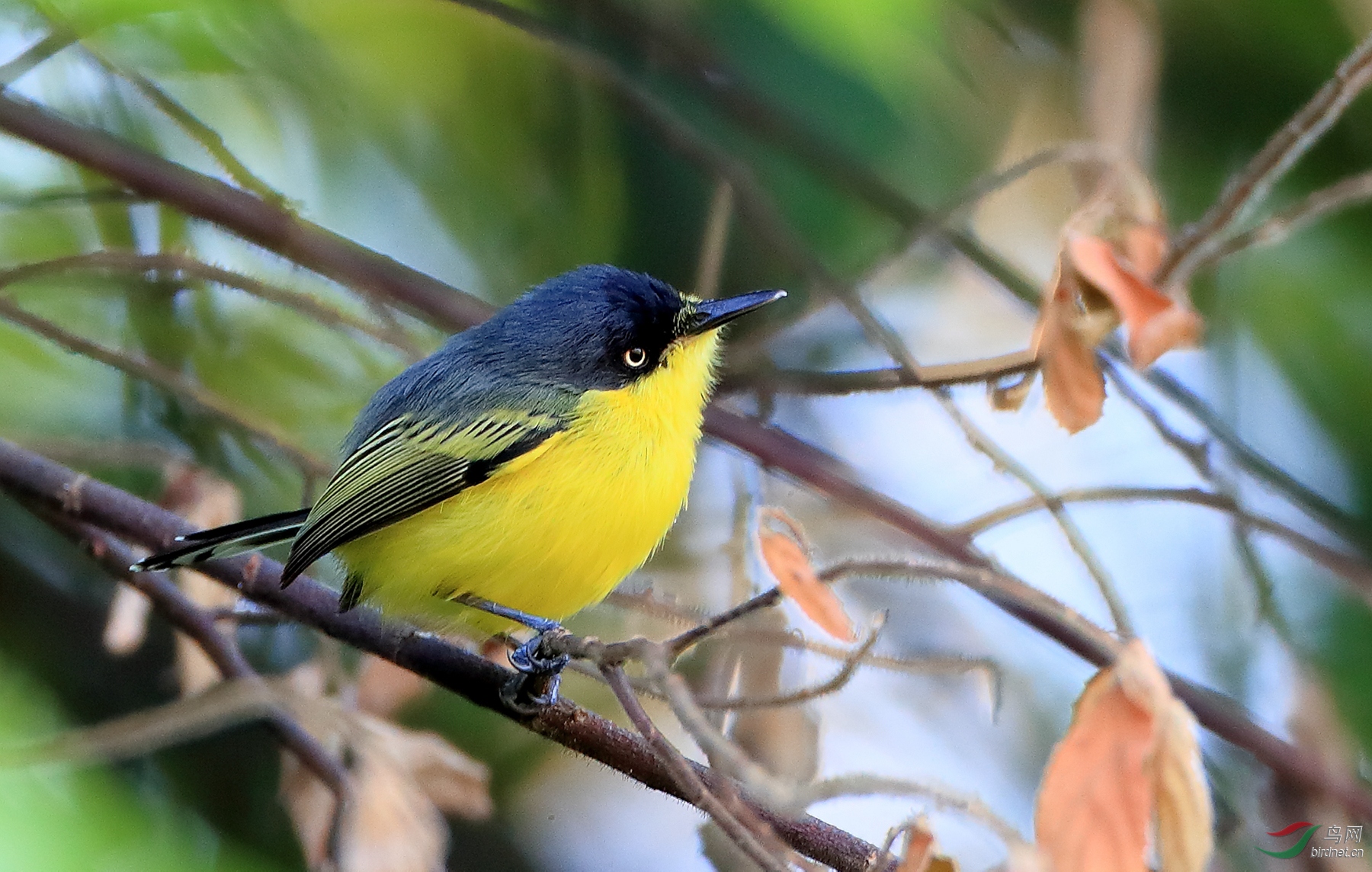 �ư��lCommon Tody-Flycatcher