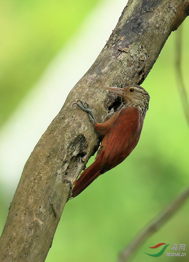 ֱ����ȸStraight-billed Woodcreeper