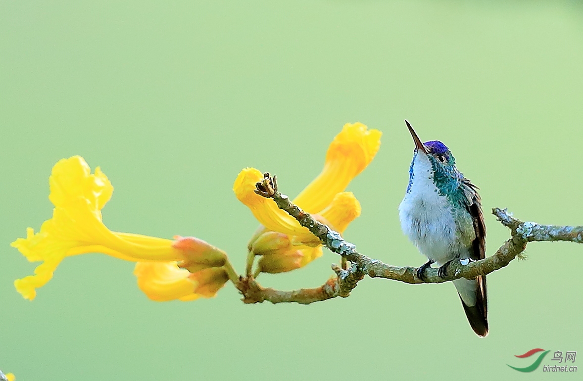 ����˹����Andean Emerald