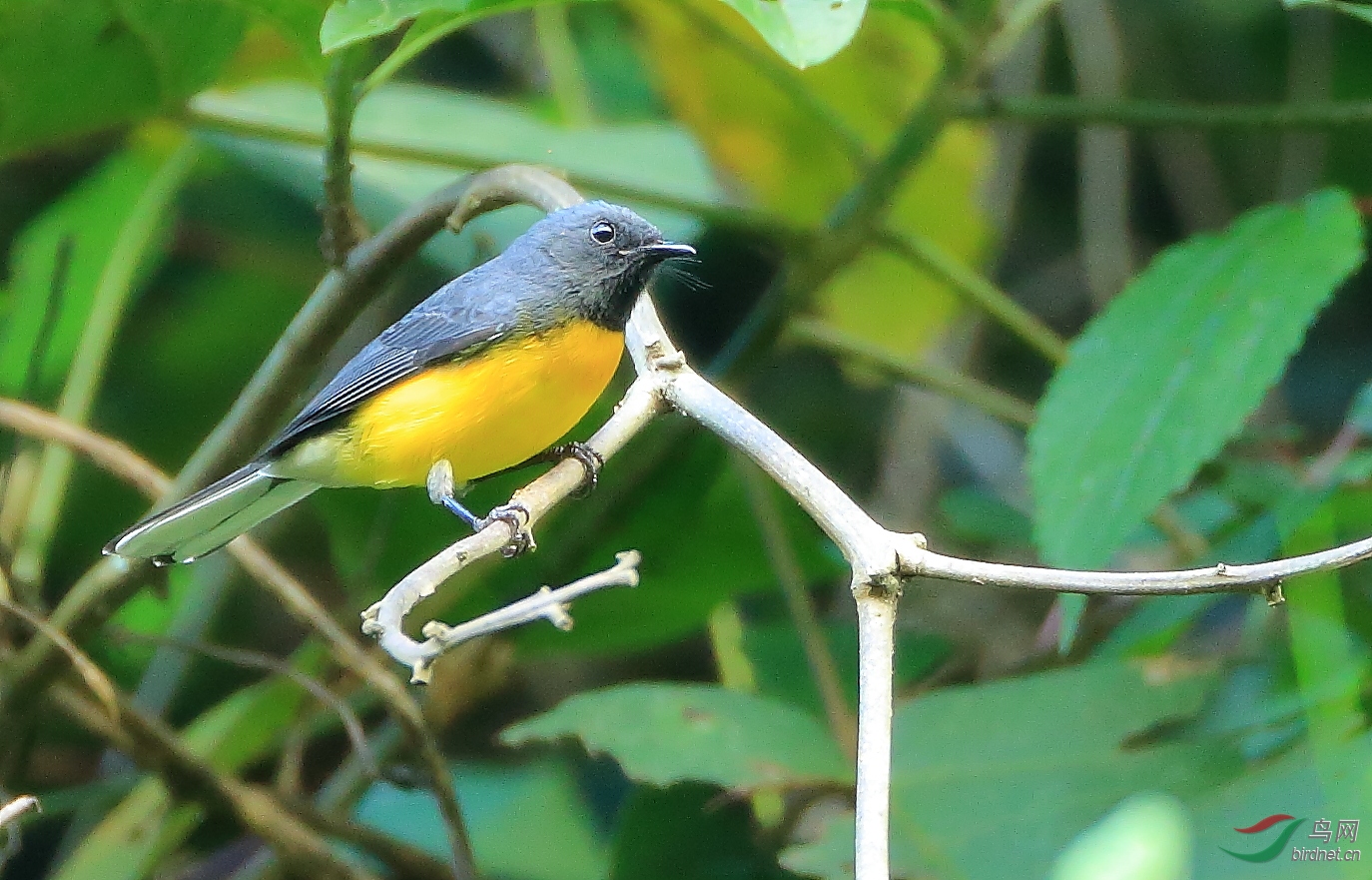 �����ݺSlate-throated Redstart
