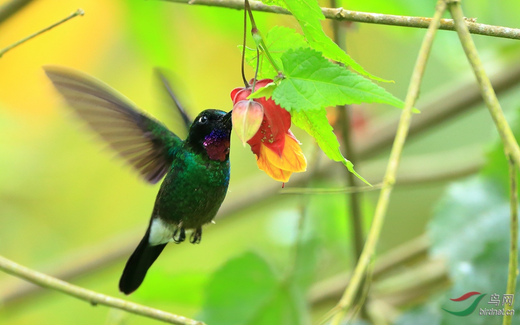 ���������Tourmaline Sunangel