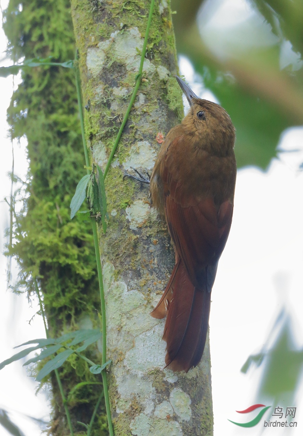 ����ȸTyrannine Woodcreeper