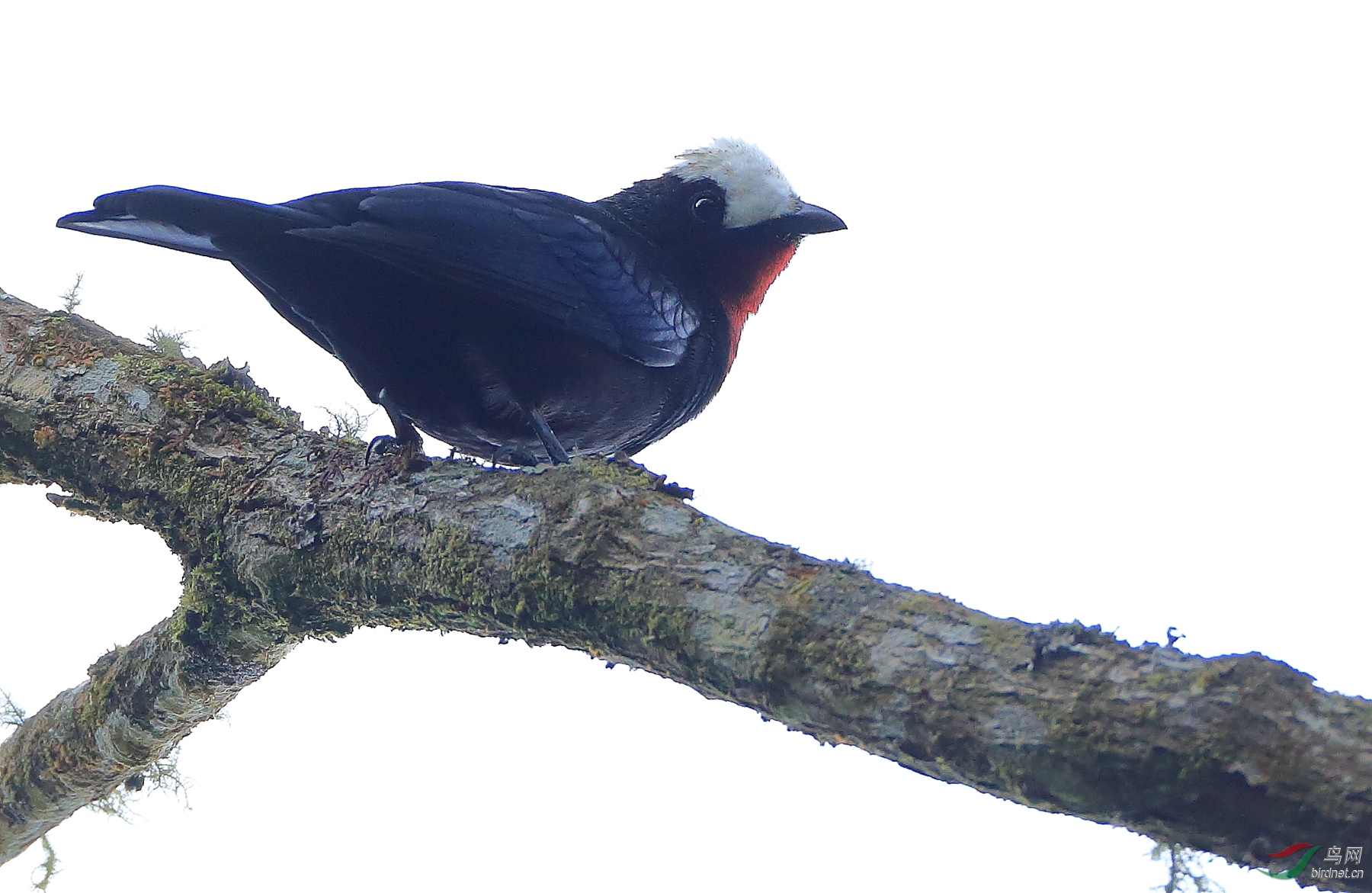 �׶�����ȸWhite-capped Tanager����Σ��