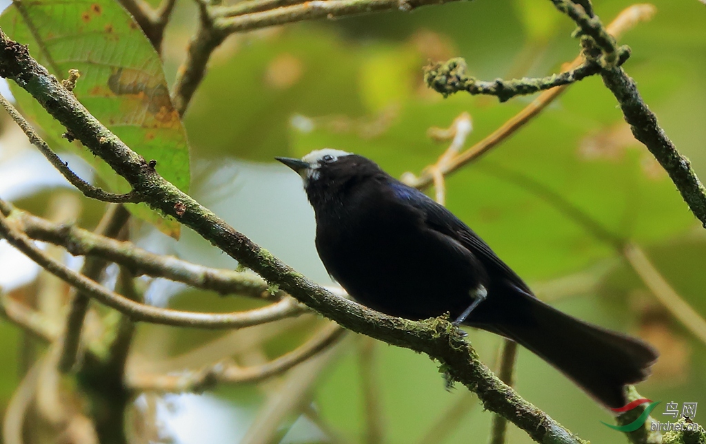 �׶�׶��ȸCapped Conebill