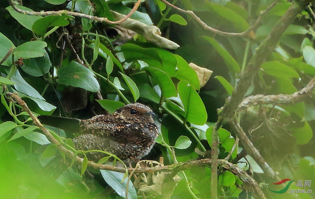 ����βҹӥ����Lyre-tailed Nightjar