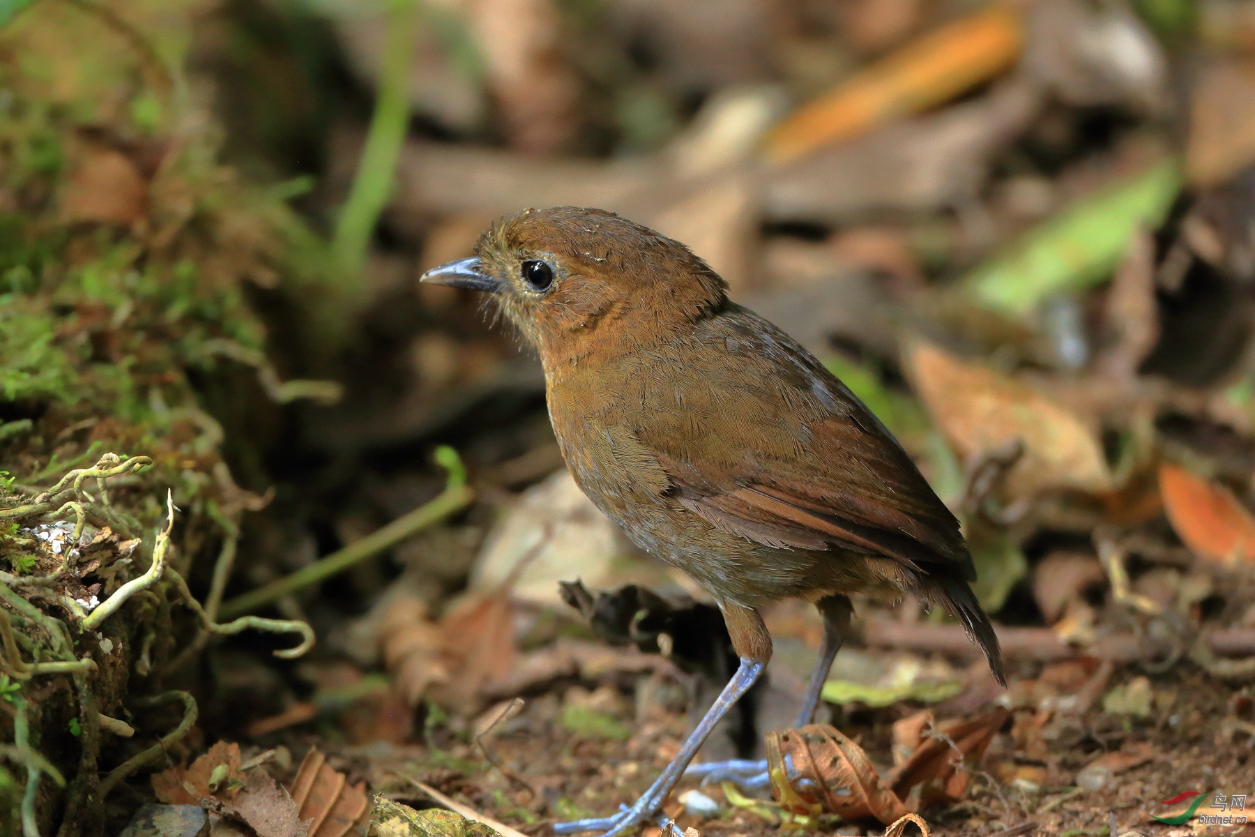 �ְ����Brown-banded Antpitta������ ��Σ��