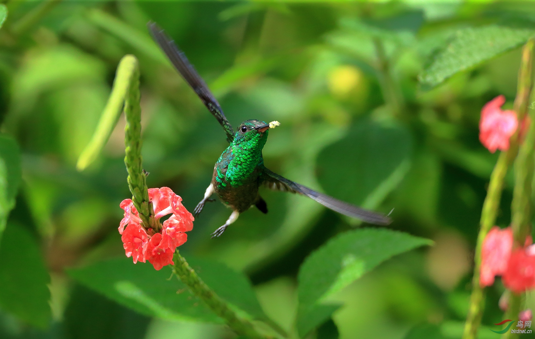 �Ҹ�����Steely-vented Hummingbird