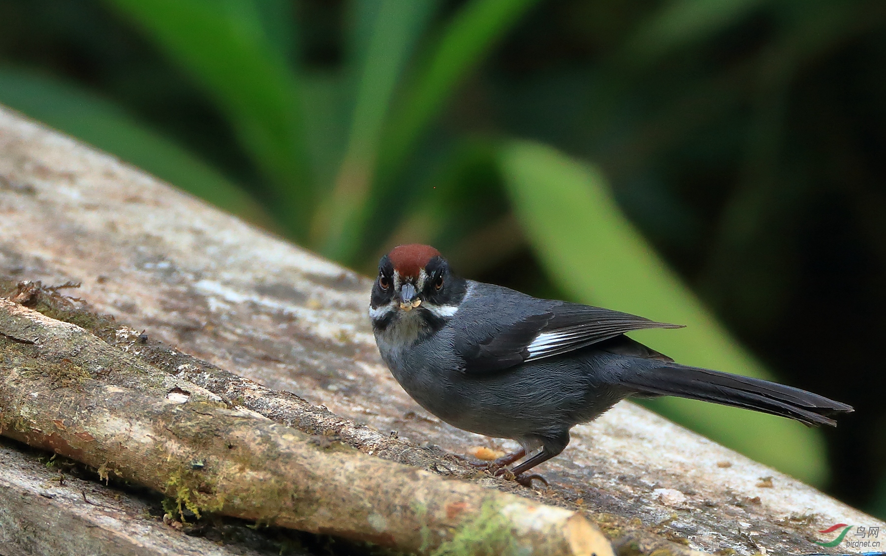 ����޴ȸSlaty Brushfinch