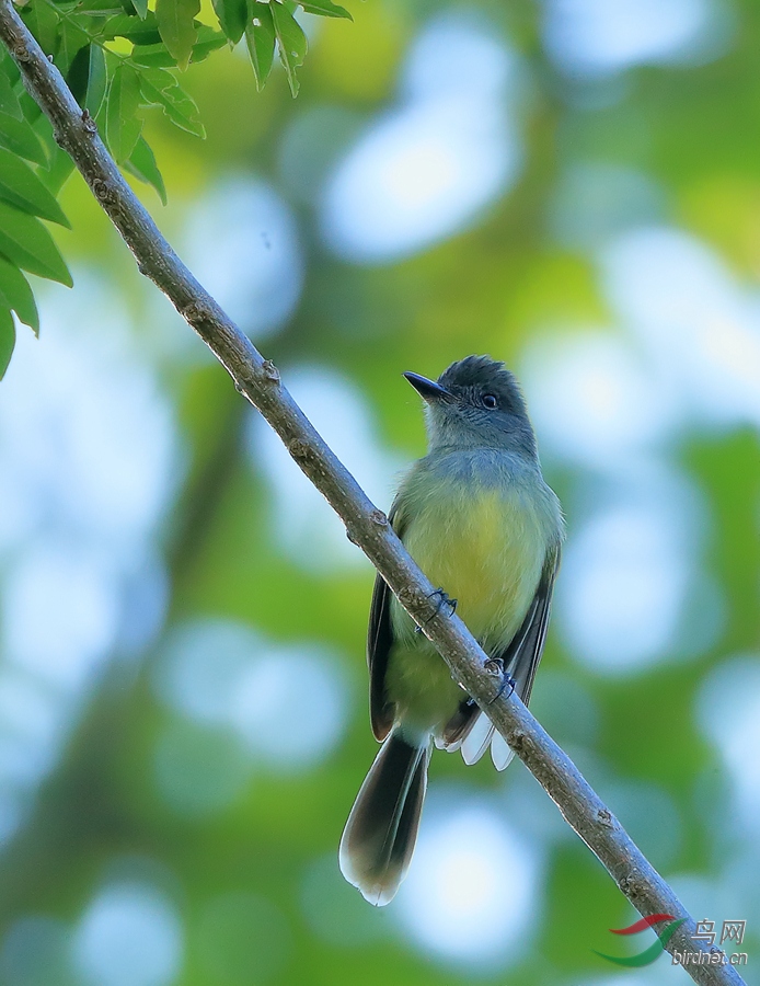 �ⶥӬ���lApical Flycatcher�����У�