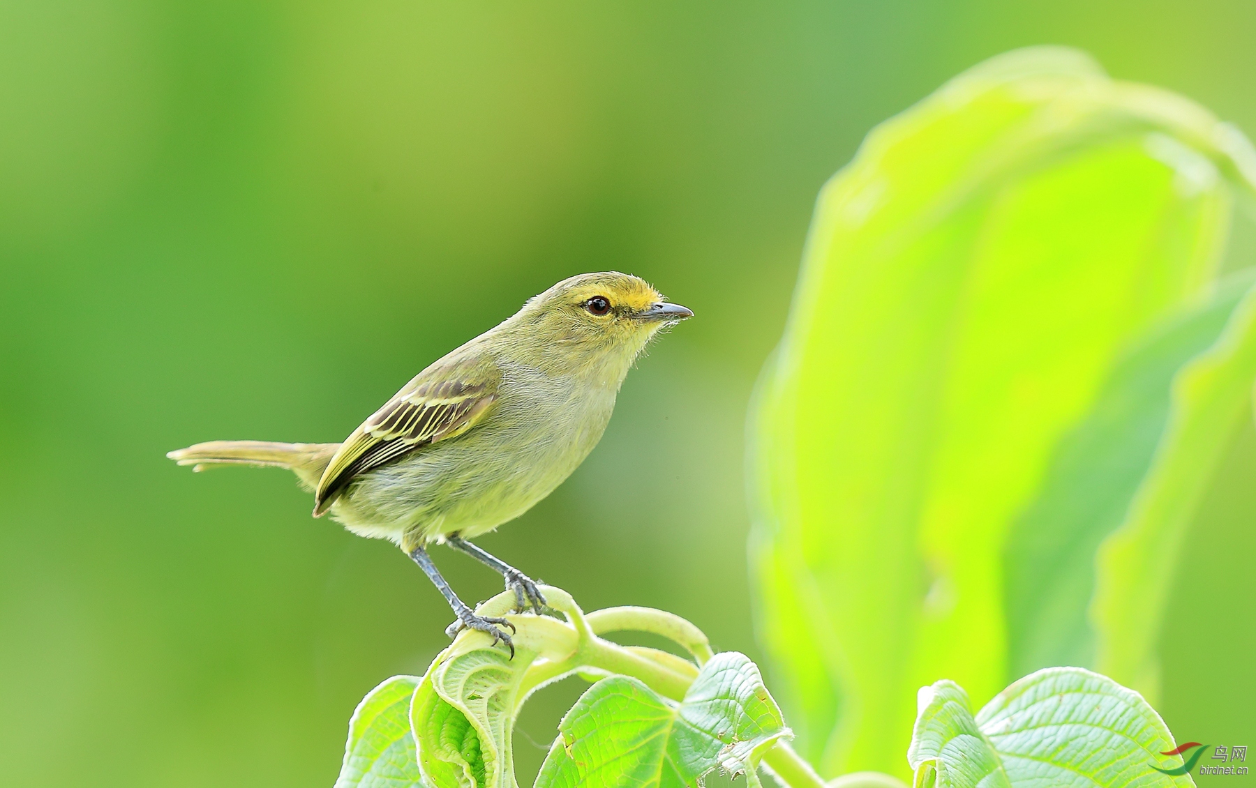 ����С���lGolden-faced Tyrannulet