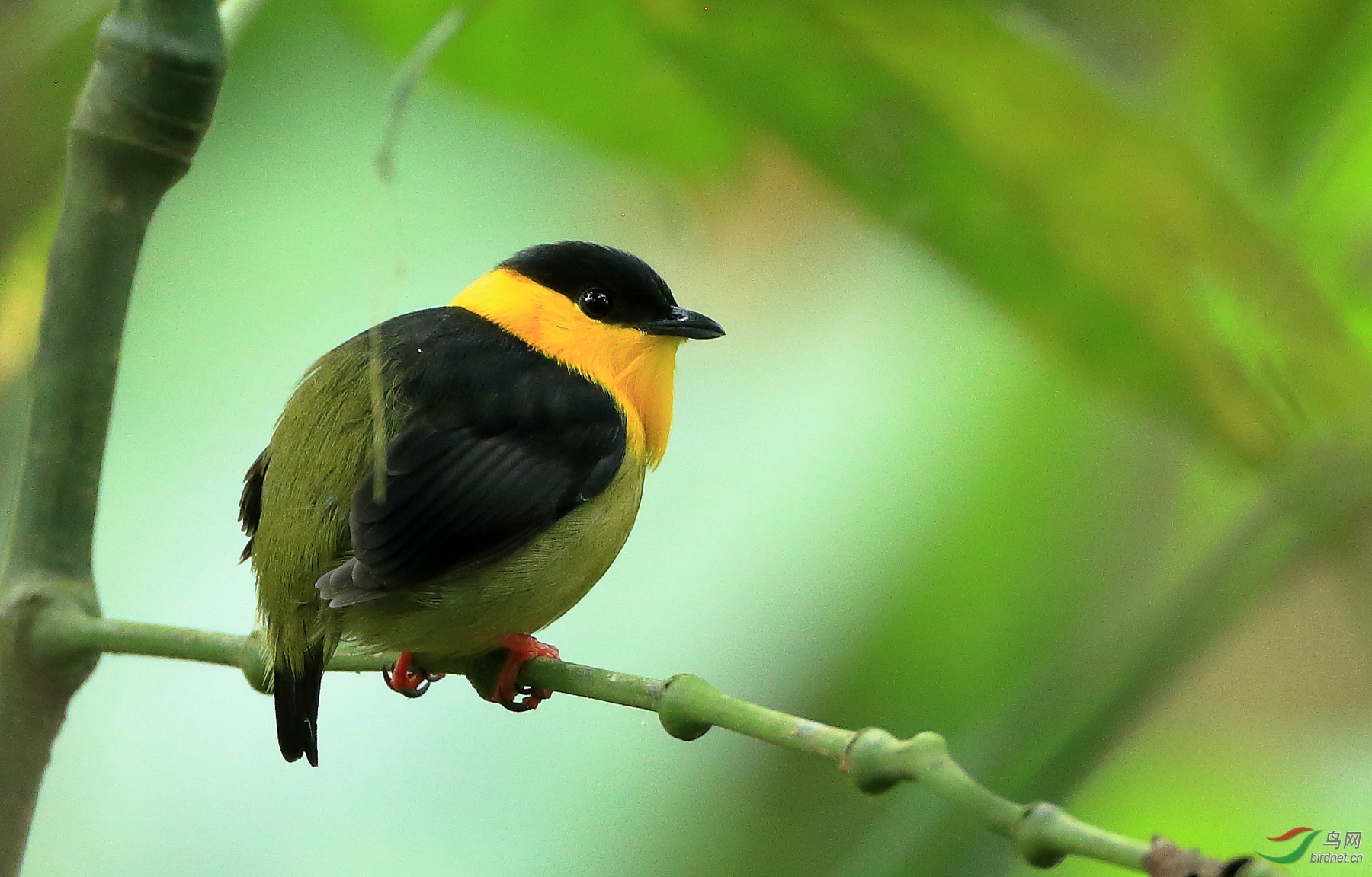 ���콿�lGolden-collared Manakin