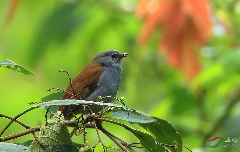 �������Andean Solitaire
