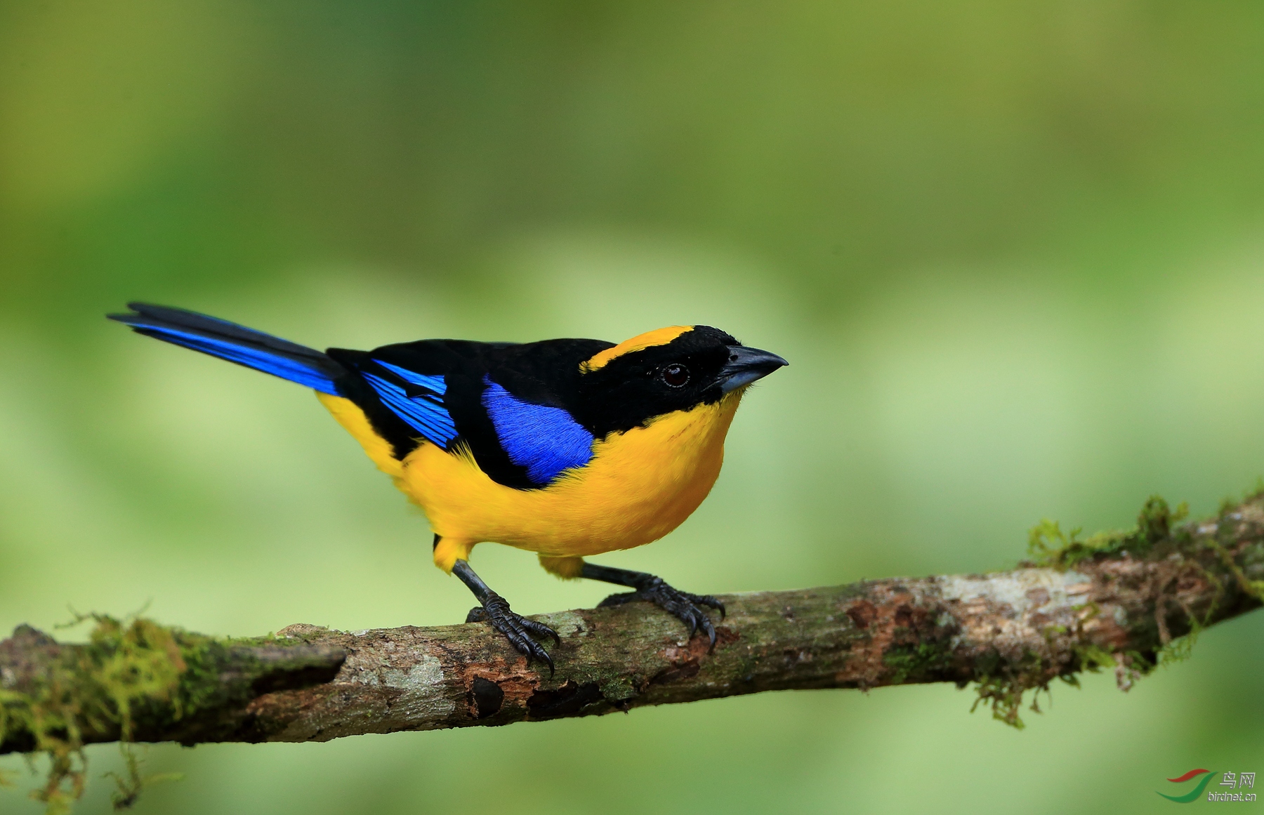 ���������ȸBlue-winged Mountain-Tanager