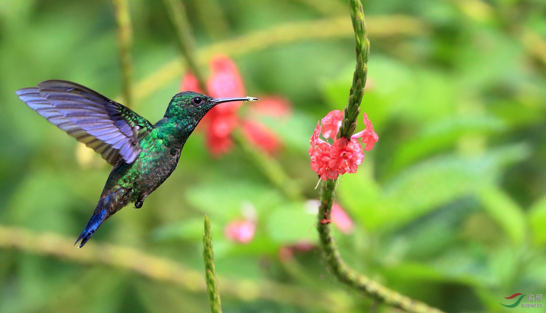 ��β�����Blue-tailed Emerald