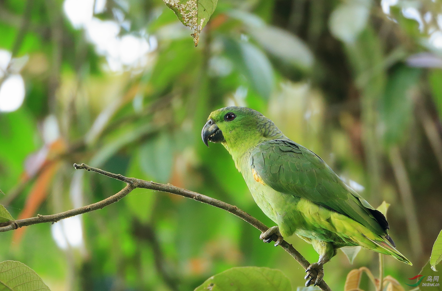 �۾��и�Scaly-naped Parrot