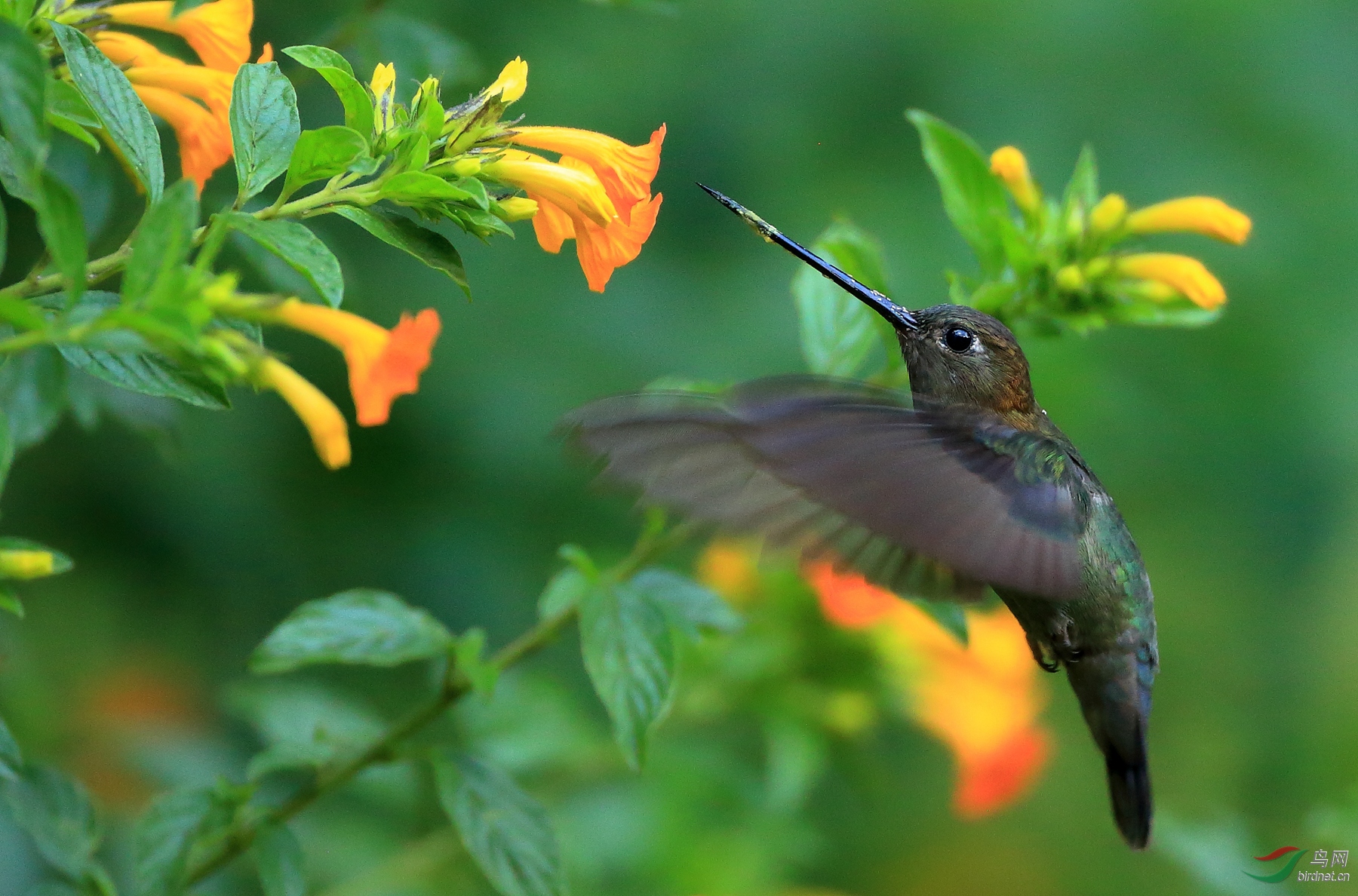 �̶�ì�����Green-fronted Lancebill
