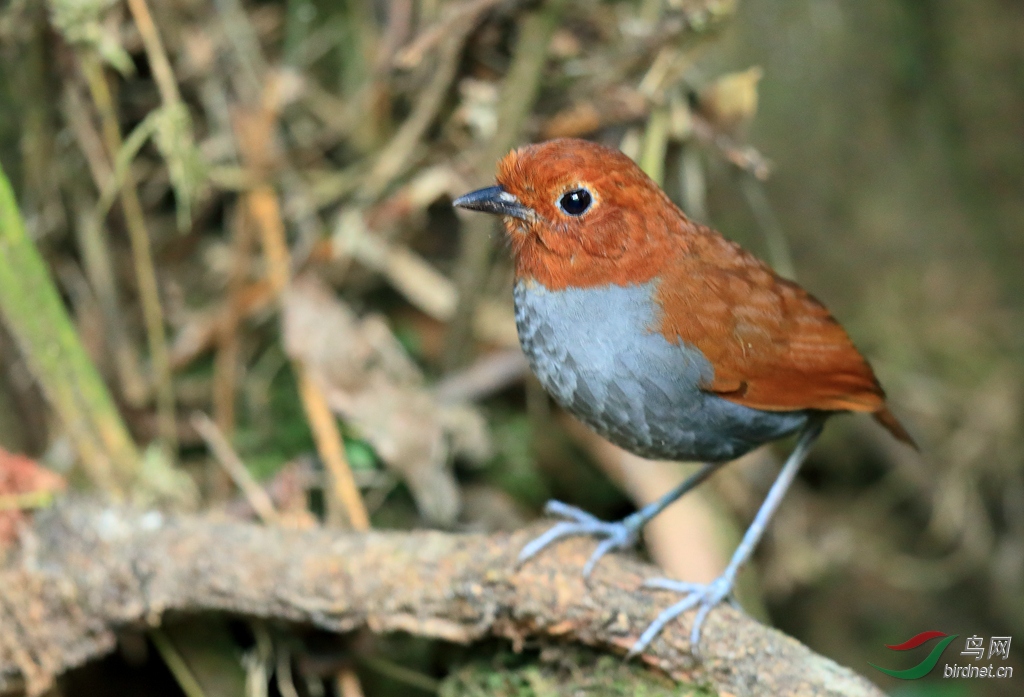 ˫ɫ���Bicolored Antpitta����Σ��