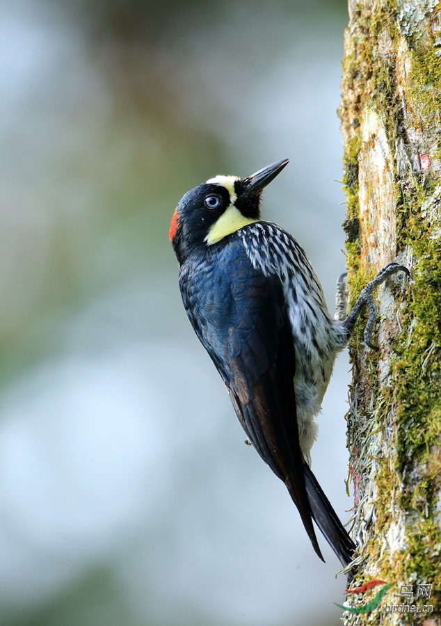 ������ľ��Acorn Woodpecker