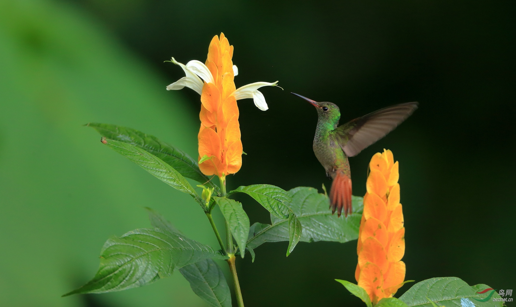 ��β����Rufous-tailed Hummingbird