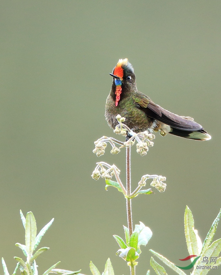 ����������Rainbow-bearded Thornbill