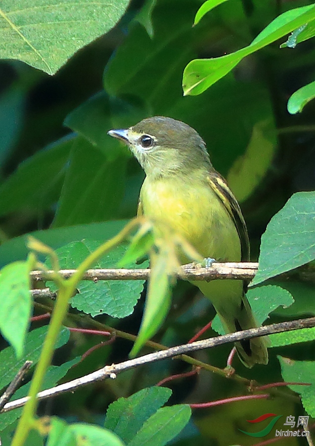 �׳������lWhite-winged Becard