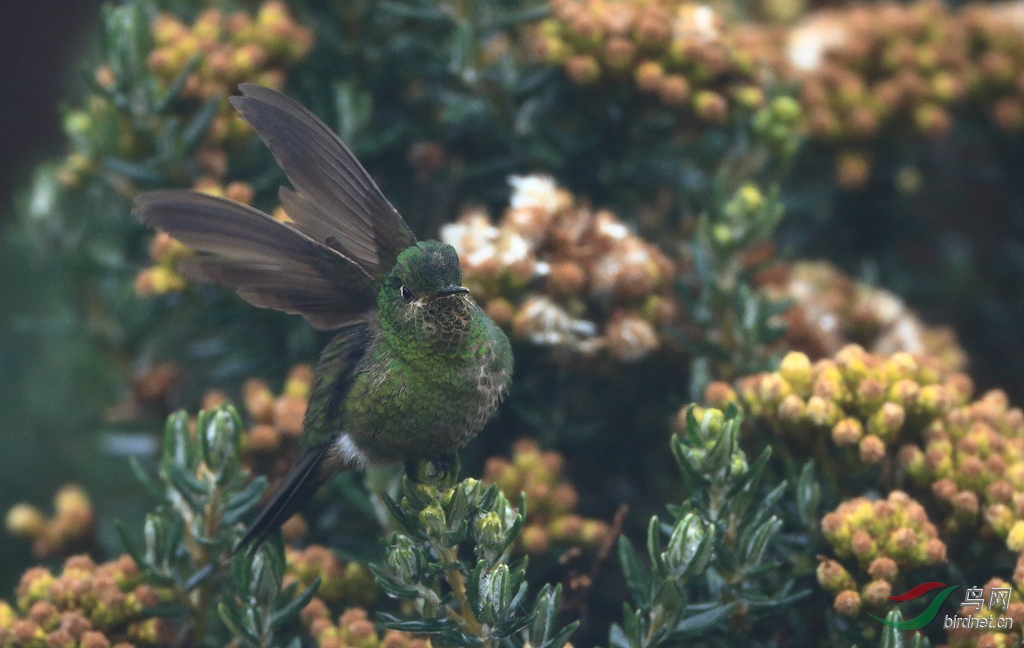 ���̻�β����Viridian Metaltail