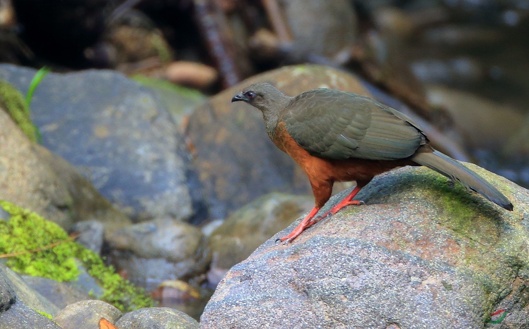 ���������Sickle-winged Guan