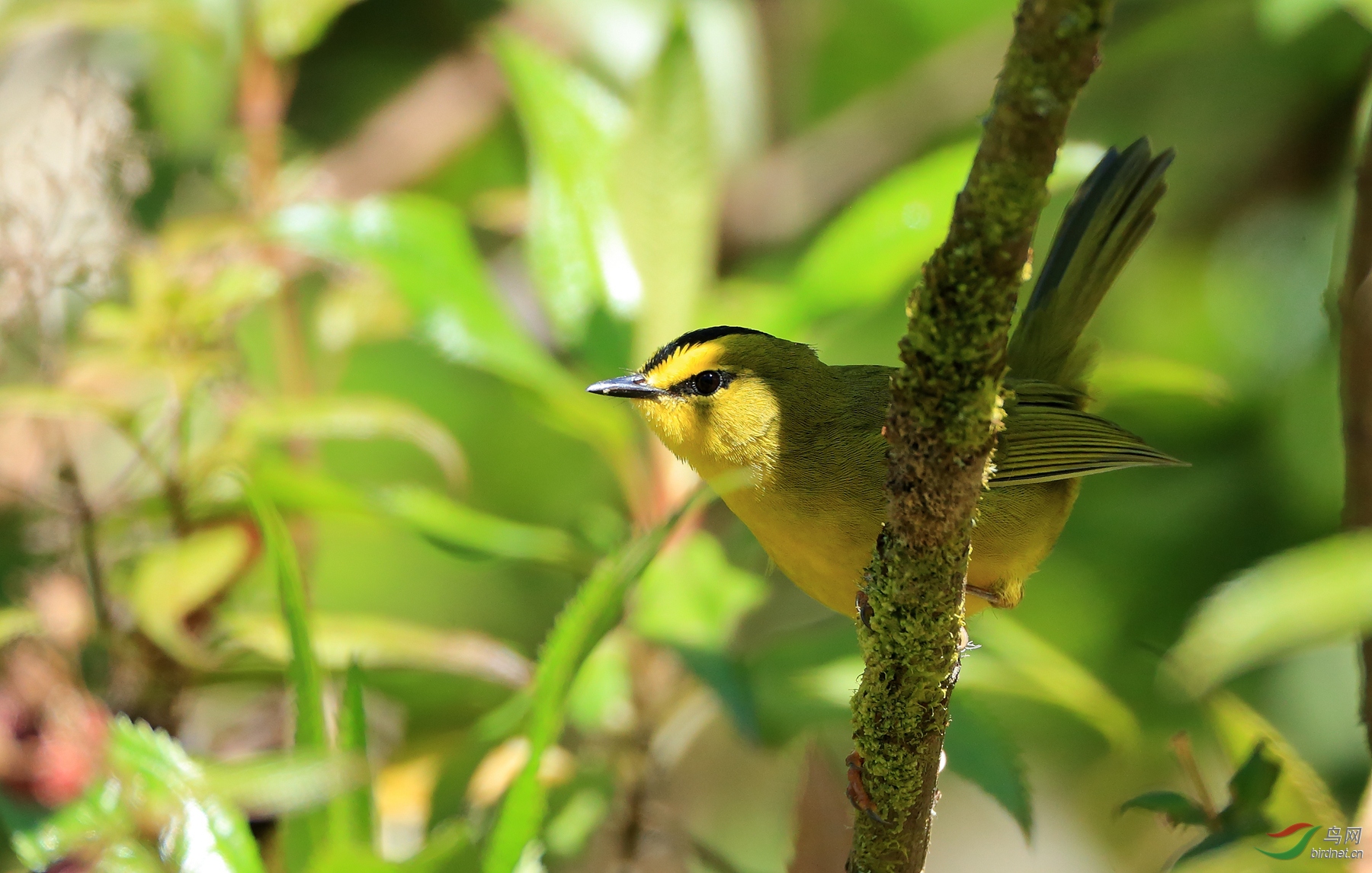 �ڹ���ɭݺBlack-crested Warbler