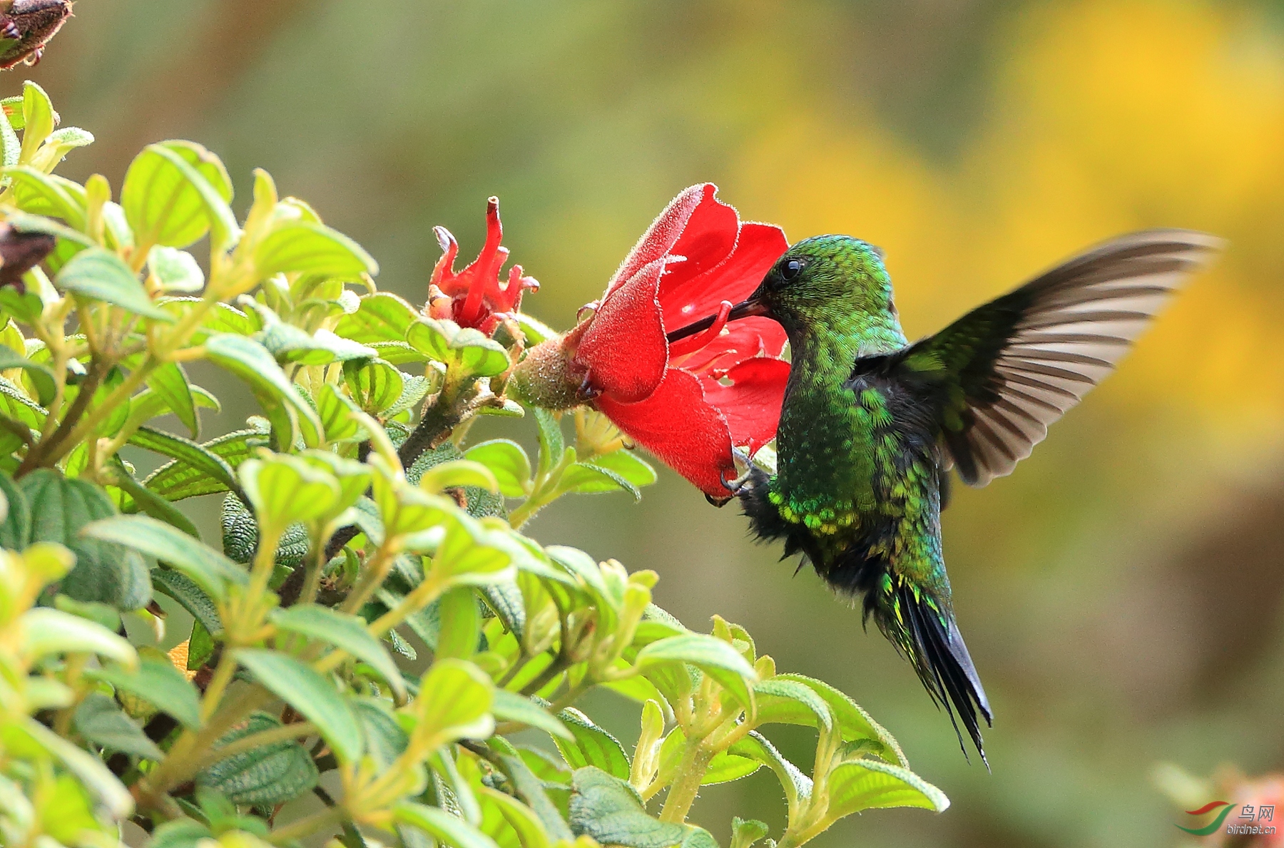 �ڽ�ë�ȷ���Black-thighed Puffleg����Σ��
