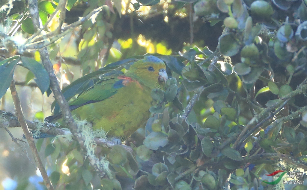 ����и�Indigo-winged Parrot������ ��Σ��