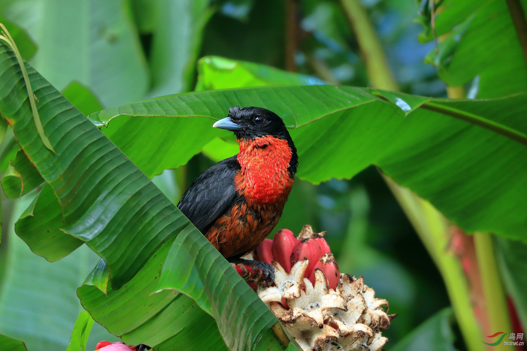 �����ɡ��Red-ruffed Fruitcrow