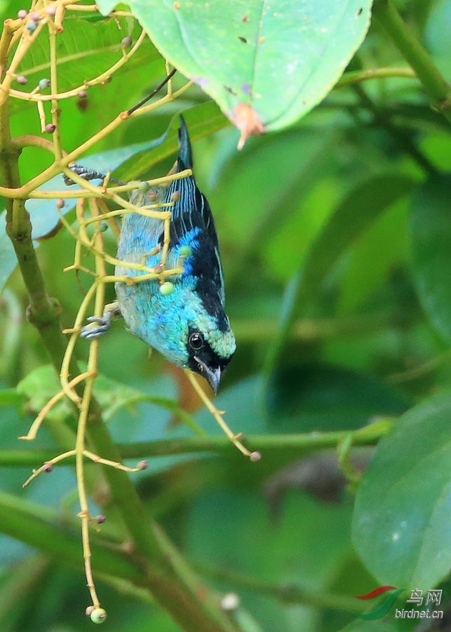 �����Ƽ���ȸMetallic-green Tanager