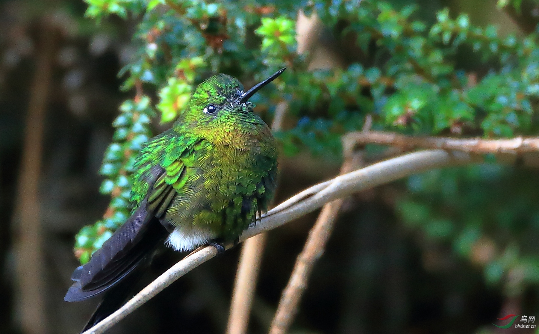 ����ë�ȷ���Golden-breasted Puffleg