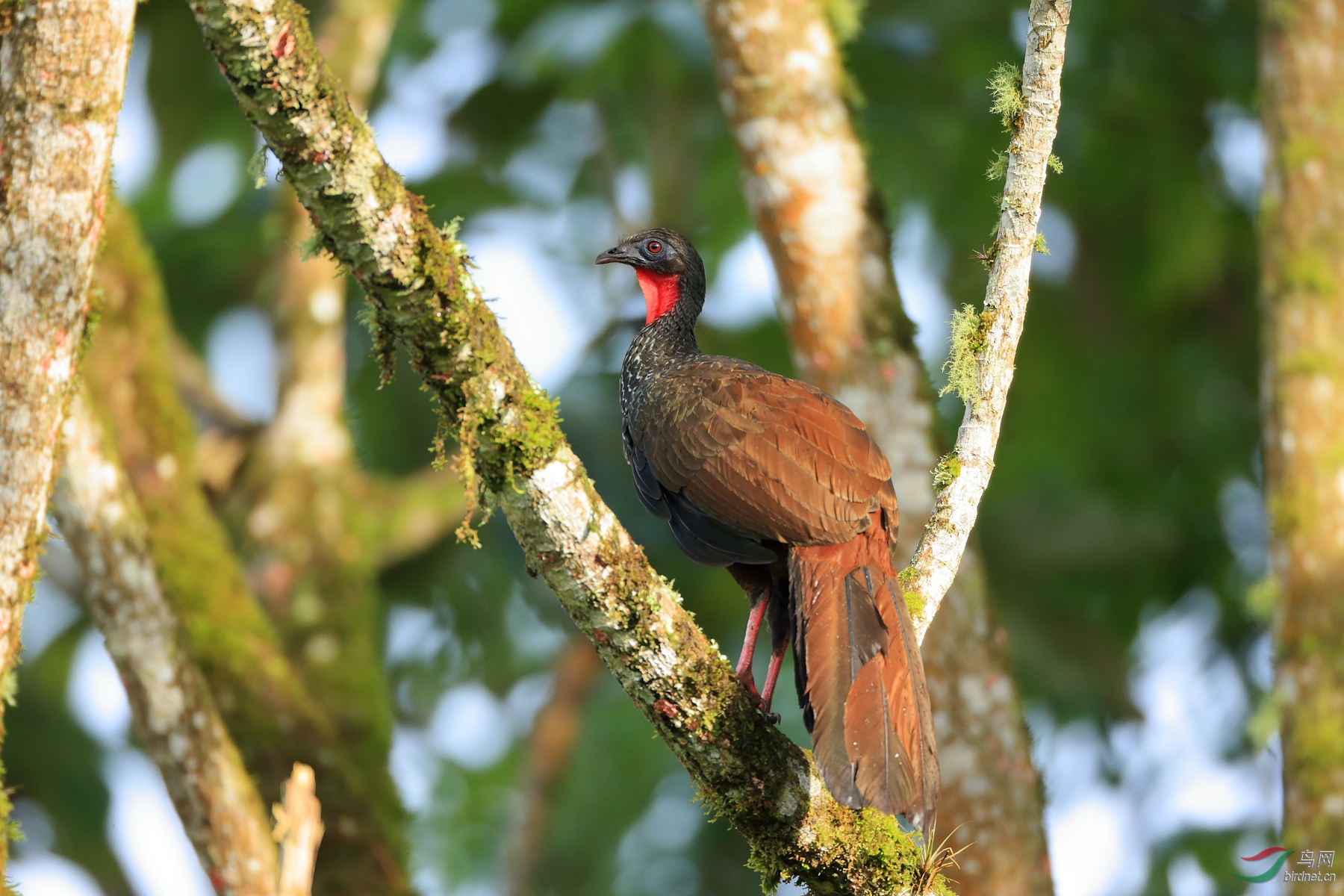 ���ӹ���Cauca Guan������ ��Σ��