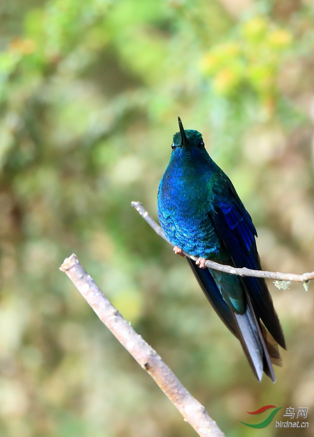 ��������Great Sapphirewing