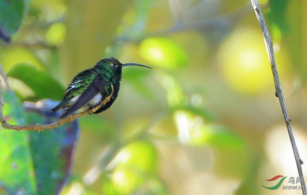 ���ط���Mountain Velvetbreast