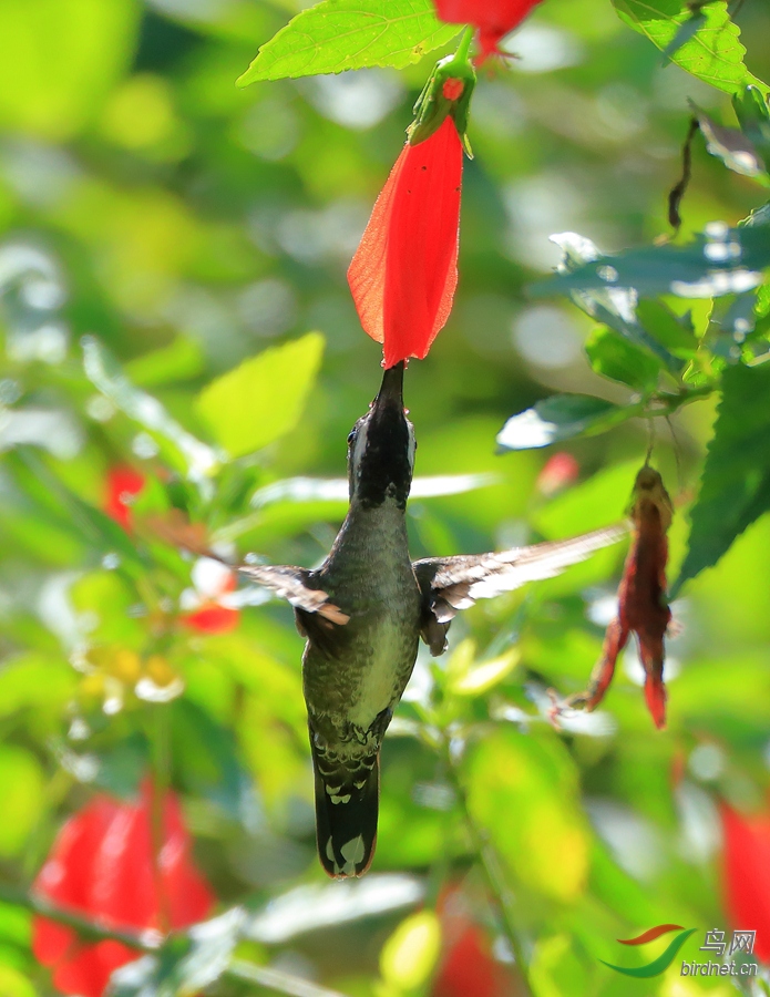 �����Ǻ�����Long-billed Starthroat
