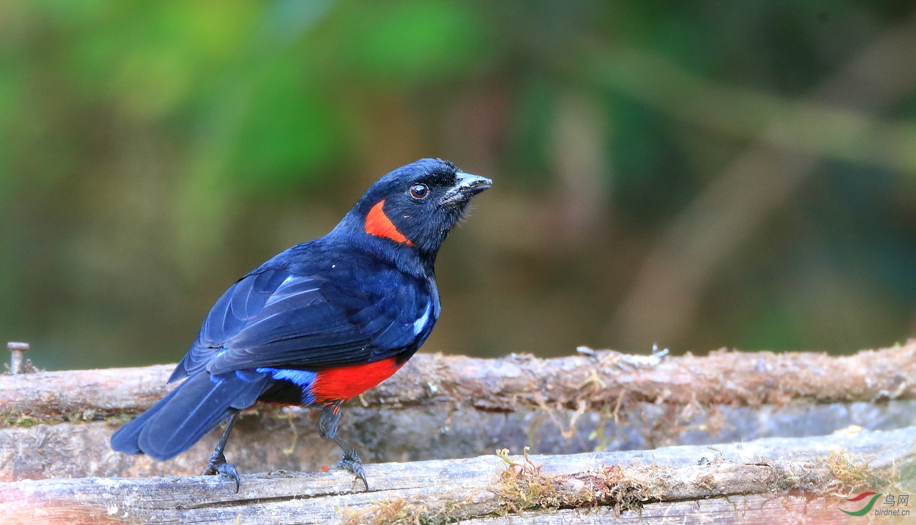 �츹������ȸScarlet-bellied Mountain-Tanager