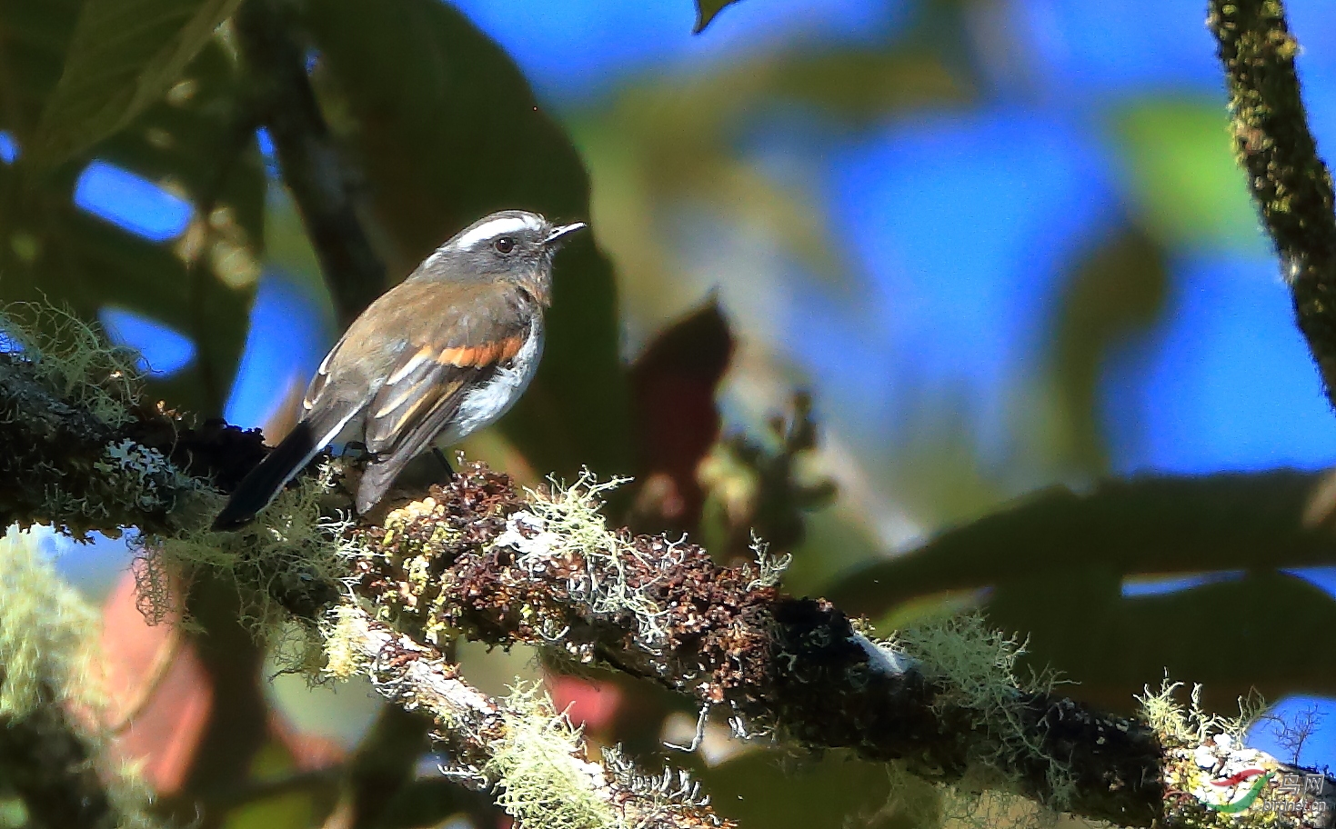 ��������lRufous-breasted Chat-Tyrant